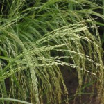 [:nl]teff-bg[:]